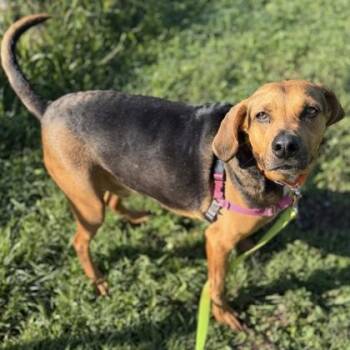 Moose -  Mixed Breed Dog for Adoption in Janesville, Wisconsin - Moose | PetCurious