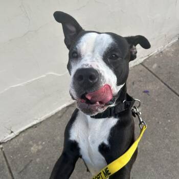 Molly Moo Cow -  Mixed Breed Dog for Adoption in Oak Park, Illinois - Molly Moo Cow | PetCurious