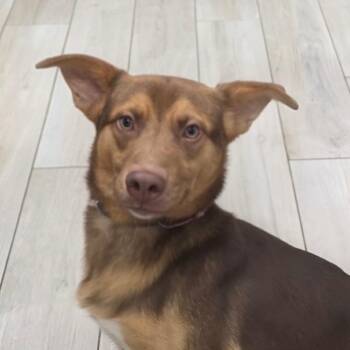 Balfour -  Shepherd and Mixed Breed Dog for Adoption in Chatham, Virginia - Balfour | PetCurious