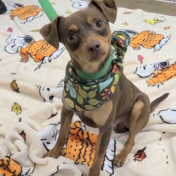 Beefy -  Chihuahua Dog for Adoption in Woolwich, Maine - Beefy | PetCurious
