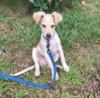 SenorOjos -  Golden Retriever Dog for Adoption in North Reading, Massachusetts - SenorOjos | PetCurious