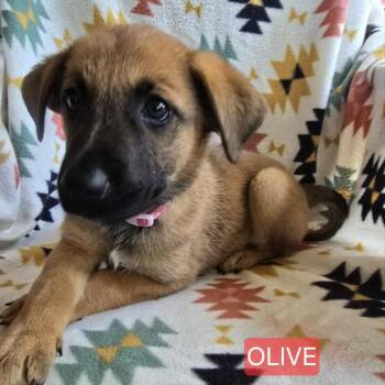 Rescue German Shepherd Dog Dogs for Adoption in Tulsa, Oklahoma - Olive | PetCurious