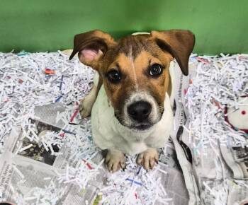 Mixed Breed Dogs Available for Adoption in Danielsville, Georgia - Nugget | PetCurious