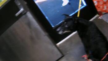 Rescue Labrador Retriever and Mixed Breed Dogs for Adoption in Tulsa, Oklahoma - TONYA | PetCurious