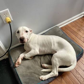 Happy -  Labrador Retriever and Basset Hound Dog for Adoption in High View, West Virginia - Happy | PetCurious