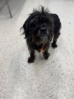 Eclipse -  Mixed Breed Dog for Adoption in Lafayette, Indiana - Eclipse | PetCurious