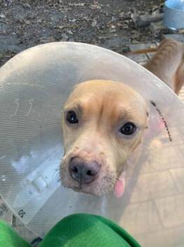 Rosey -  Pit Bull Terrier and Mixed Breed Dog for Adoption in Hobart, Indiana - Rosey | PetCurious