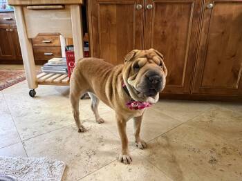 Maggie Lu -  Shar Pei Dog for Adoption in Lake Forest, California - Maggie Lu | PetCurious