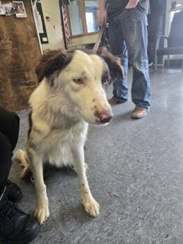 MR GIBBS -  Border Collie Dog for Adoption in Casper, Wyoming - MR GIBBS | PetCurious