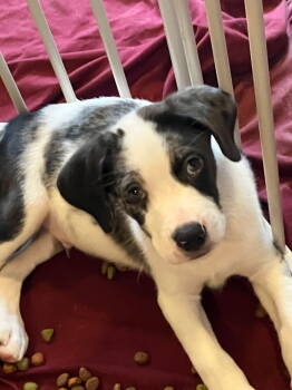 Rescue Terrier Dogs for Adoption in Germantown, Ohio - Riot | PetCurious