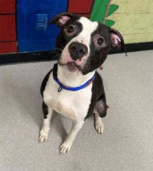 Pit Bull Terrier Dogs Available for Adoption - POST | PetCurious