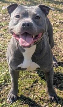 Pit Bull Terrier Dogs Available for Adoption - ROSE | PetCurious