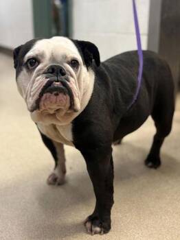 English Bulldog Dogs Available for Adoption - Chata | PetCurious