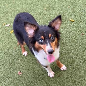 Carla -  Australian Shepherd and Mixed Breed Dog for Adoption in Binghamton, New York - Carla | PetCurious