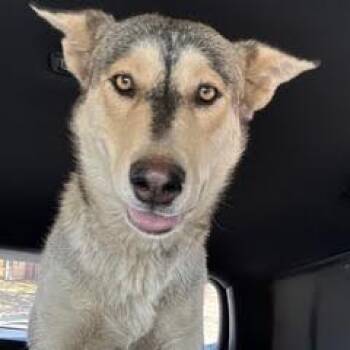 Rescue Shepherd Dogs for Adoption in Green Valley, Arizona - Callisto | PetCurious