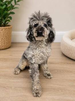 Deacon -  Poodle Dog for Adoption in Malvern, Pennsylvania - Deacon | PetCurious