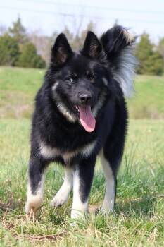 Mixed Breed Dogs Available for Adoption in Columbia, Tennessee - Bear | PetCurious