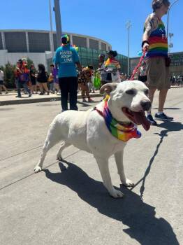Galadriel -  Mixed Breed Dog for Adoption in Warren, Michigan - Galadriel | PetCurious