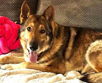 Barrett -  German Shepherd Dog Dog for Adoption in Plainfield, Illinois - Barrett | PetCurious