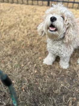 Miniature Poodle and Bichon Frise Dogs Available for Adoption - Bingo | PetCurious