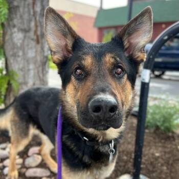 Mixed Breed and German Shepherd Dog Dogs Available for Adoption in Salt Lake City, Utah - Gideon | PetCurious