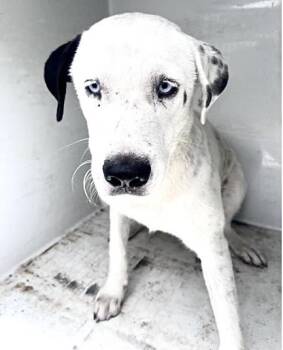 A657227 -  Staffordshire Bull Terrier and Mixed Breed Dog for Adoption in Houston, Texas - A657227 | PetCurious