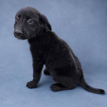 Trent -  Border Collie Dog for Adoption in Heber Springs, Arkansas - Trent | PetCurious
