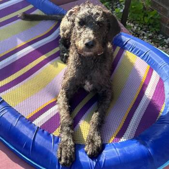 Elsa -  Poodle Dog for Adoption in Montgomery, Alabama - Elsa | PetCurious