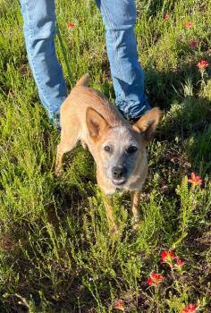 Cattle Dog Dogs Available for Adoption in Sadler, Texas - Five | PetCurious