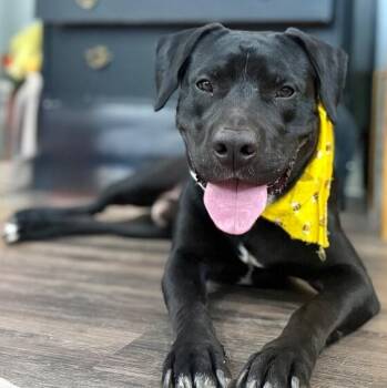 Pit Bull Terrier and Black Labrador Retriever Dogs Available for Adoption in Friendswood, Texas - Roscoe Cuddle Boy | PetCurious