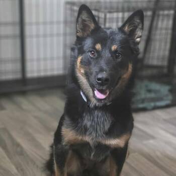 Rescue Shepherd and Cattle Dog Dogs for Adoption in Oakville, Washington - Maya | PetCurious