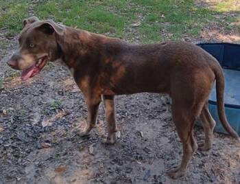 Meeko -  Labrador Retriever and Pit Bull Terrier Dog for Adoption in Conway, South Carolina - Meeko | PetCurious