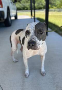 Joon -  Mixed Breed Dog for Adoption in Manchester, Tennessee - Joon | PetCurious