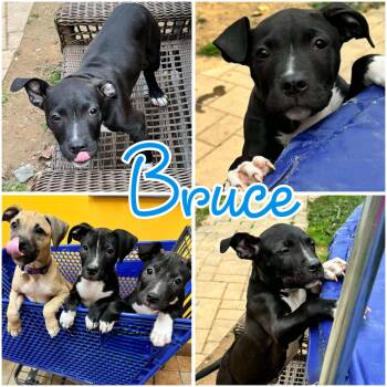 American Bully and Pit Bull Terrier Dogs Available for Adoption in Hatfield, Pennsylvania - Bruce | PetCurious