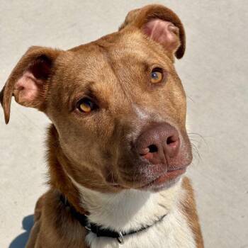 Nigel -  Pit Bull Terrier and Mixed Breed Dog for Adoption in Matteson, Illinois - Nigel | PetCurious