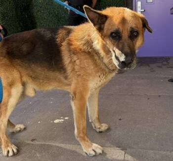61804114 -  German Shepherd Dog and Mixed Breed Dog for Adoption in El Paso, Texas - 61804114 | PetCurious