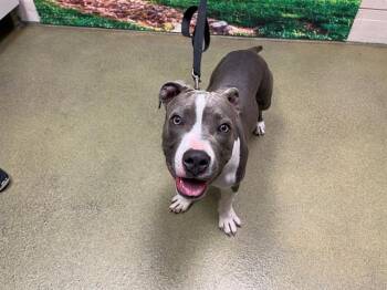 Rescue Pit Bull Terrier and Mixed Breed Dogs for Adoption in Moreno Valley, California - A546201 | PetCurious