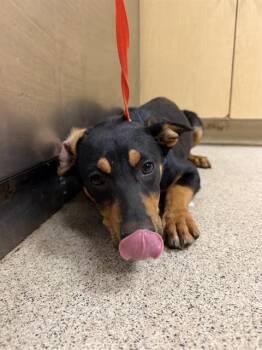 ALVIN -  German Shepherd Dog Dog for Adoption in Riverside, California - ALVIN | PetCurious