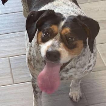 Mercedes -  Coonhound and Australian Cattle Dog Blue Heeler Dog for Adoption in Nevada, Missouri - Mercedes | PetCurious