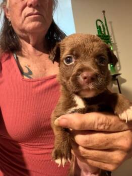 Chicken -  Australian Kelpie and Dachshund Dog for Adoption in Partlow, Virginia - Chicken | PetCurious
