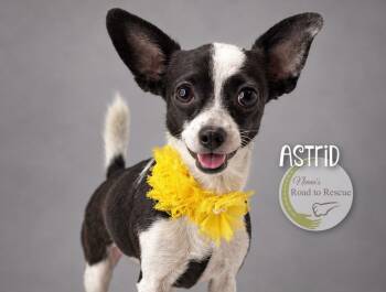 Astrid -  Chihuahua Dog for Adoption in Benton, Louisiana - Astrid | PetCurious