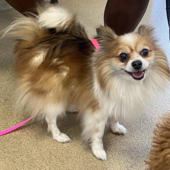 Pomeranian Dogs Available for Adoption in West Palm Beach, Florida - Pompom | PetCurious
