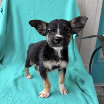 Inspector Gadget -  Terrier and Mixed Breed Dog for Adoption in Carencro, Louisiana - Inspector Gadget | PetCurious