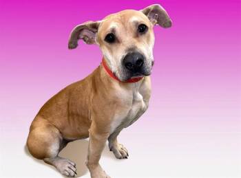 JUNE -  American Staffordshire Terrier and Mixed Breed Dog for Adoption in Fort Lauderdale, Florida - JUNE | PetCurious