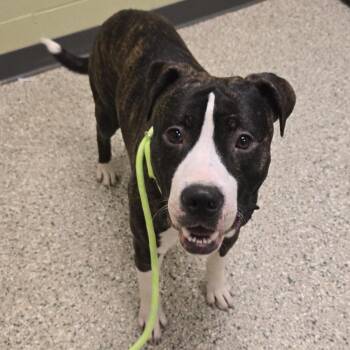Smokey -  Pit Bull Terrier Dog for Adoption in Cedar Rapids, Iowa - Smokey | PetCurious