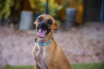 Rescue Rat Terrier and Black Mouth Cur Dogs for Adoption in Anacortes, Washington - Harpy | PetCurious