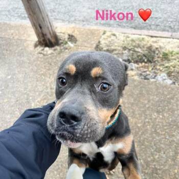 Terrier Dogs Available for Adoption in St. Louis, Missouri - Nikon | PetCurious