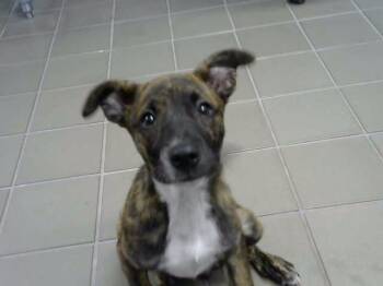 MIA -  German Shepherd Dog and Pit Bull Terrier Dog for Adoption in Albuquerque, New Mexico - MIA | PetCurious