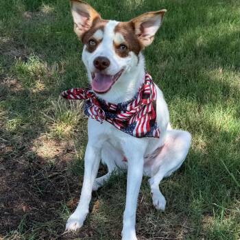 RASCAL IS 16 POUNDS -  Terrier and Dachshund Dog for Adoption in Kaufman, Texas - RASCAL IS 16 POUNDS | PetCurious