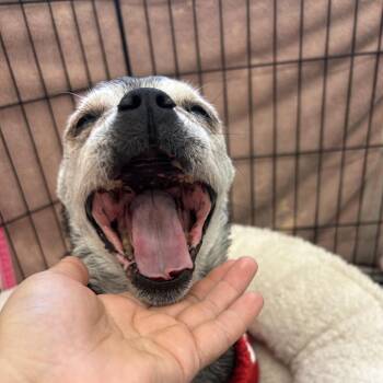 Tipper -  Mixed Breed and Boston Terrier Dog for Adoption in Lake Panasoffkee, Florida - Tipper | PetCurious